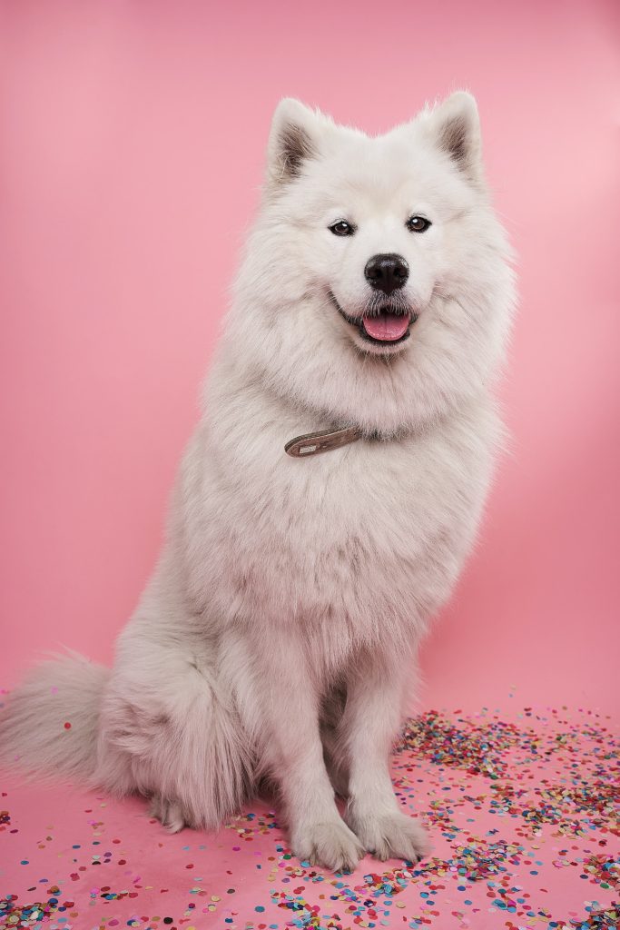 Köpeklerde Mide Üşütmesine Ne İyi Gelir